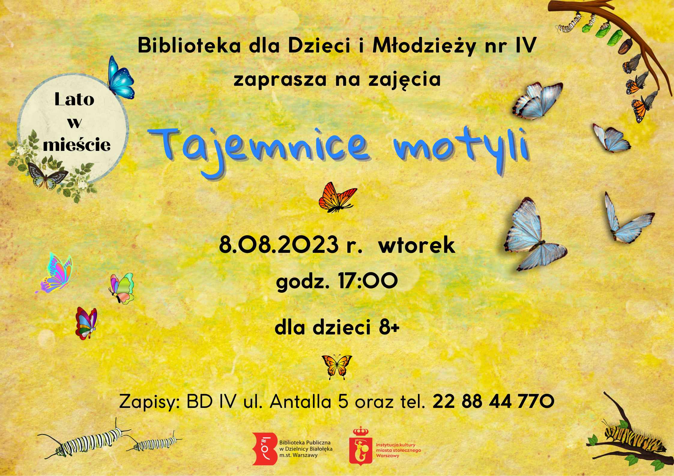 Read more about the article Tajemnice motyli – drugi termin