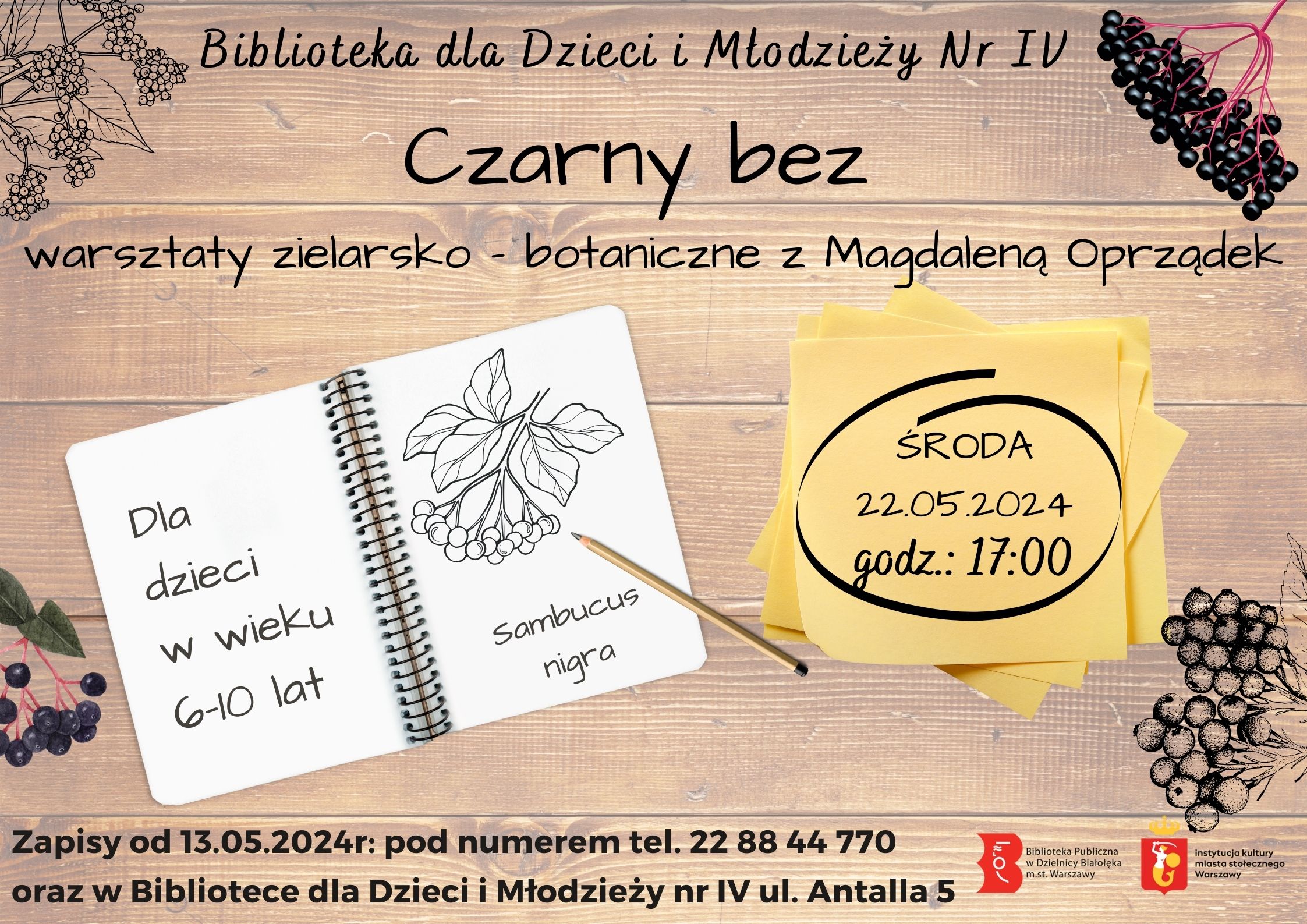 Read more about the article Czarny bez – warsztaty zielarsko – botaniczne w BD IV